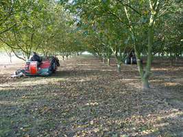 Champ de noyers